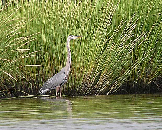 Great Blue Heron