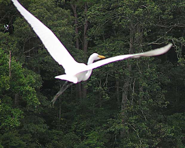 Egret