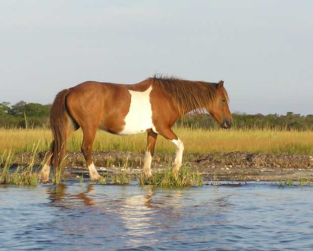 Horse at Assateague