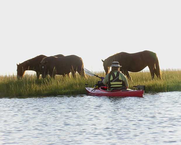 Horses at Assateague