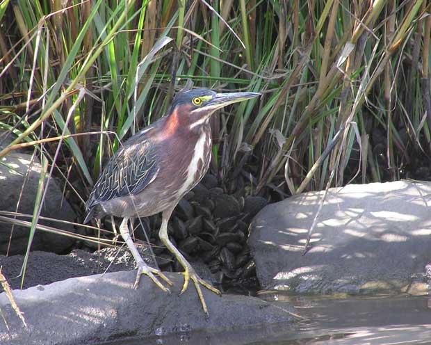 Green Heron