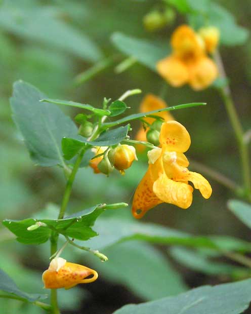 Flowers at Watts Creek