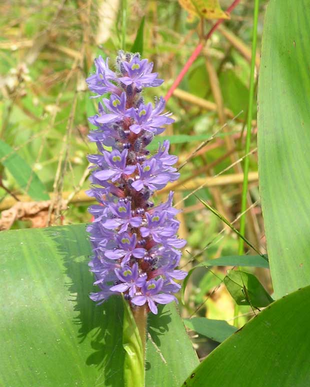 Flowers in Watts Creek