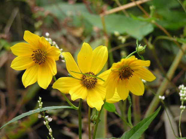 Flowers near Watts Creek