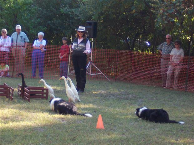 Duck Herding Dogs 