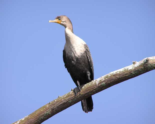 Cormorant