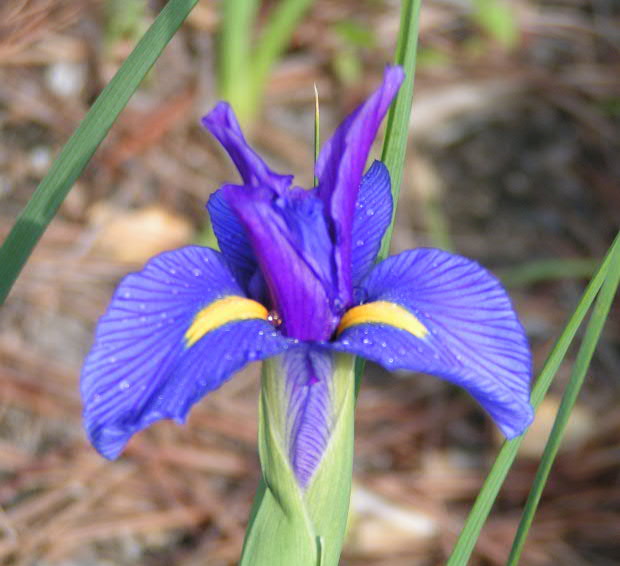 BabyBlueIris