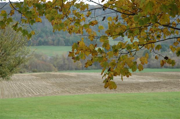 Maples on Vermont Farm