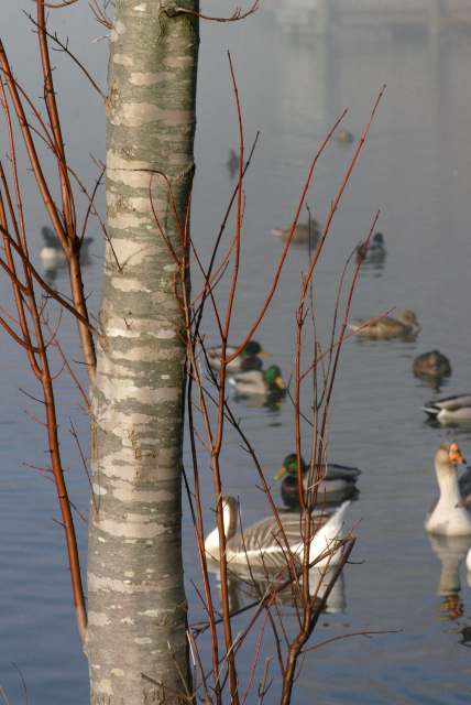 OP South Entrance Pond