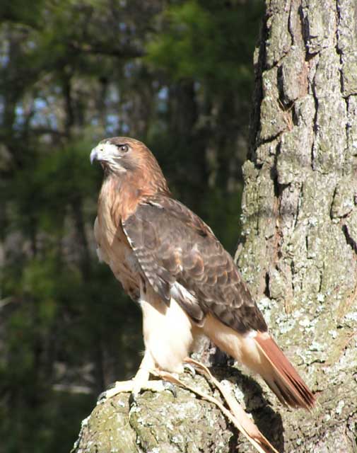 Red Tailed Hawk