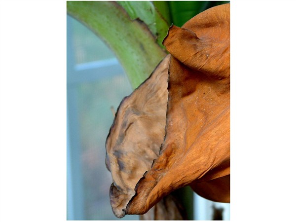 Banana Leaf-Texture Contest