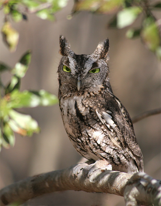 Grey Screech Owl