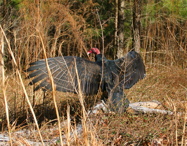 Turkey Vulture