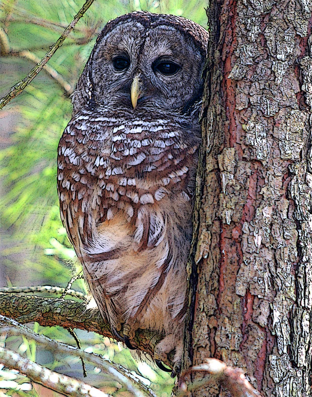 Barred Owl