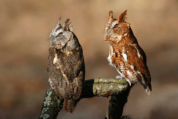 Grey and Red Screech Owls
