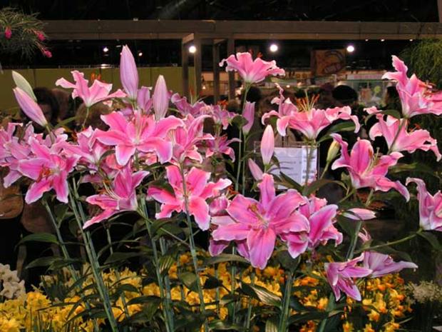 Philly FlowerShow-2