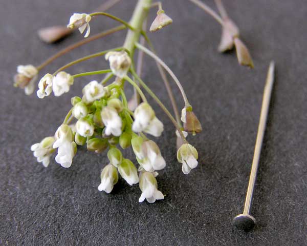 Pinhead Sized Flowers