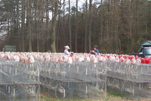 Crab Pots Prepared for the Season