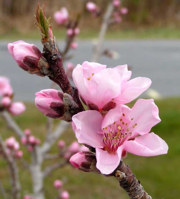 Dwarf Nectarine Blossoms