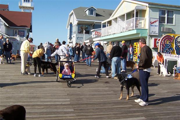 Board Walkin' For Pets