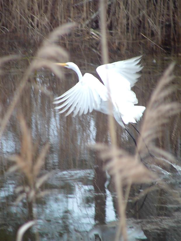 White Heron