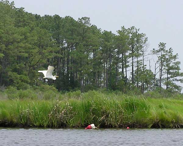 Egret on Marshall Creek