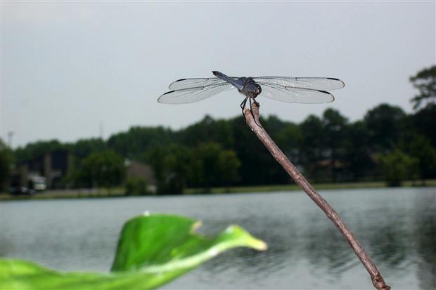 Dragonfly at South Pond