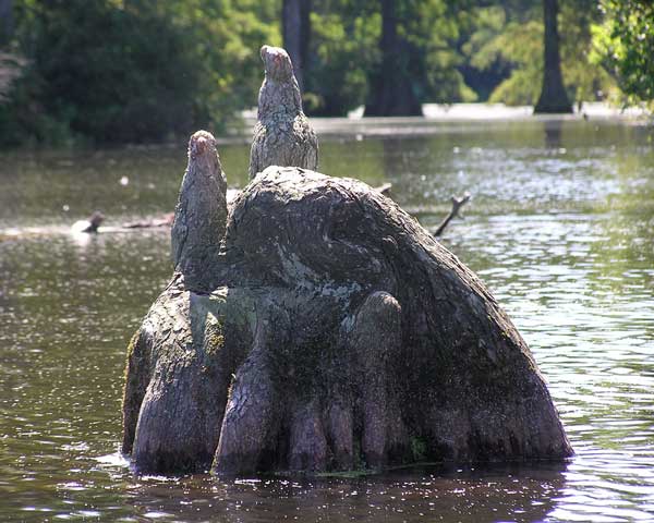 Odd Cypress Knee