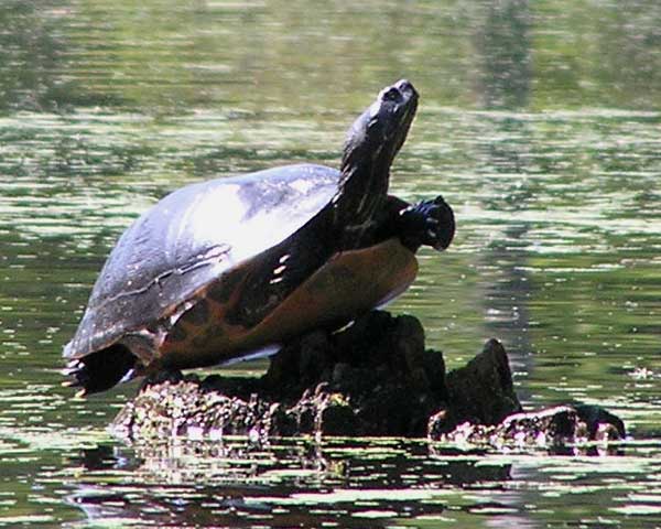 Sunning Turtle