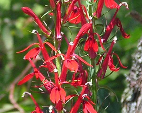 Flowers at Trussum Pond