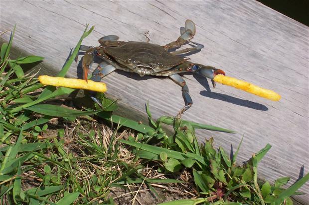 Maryland Blue Crab