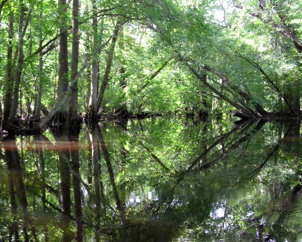 Upper Pocomoke River