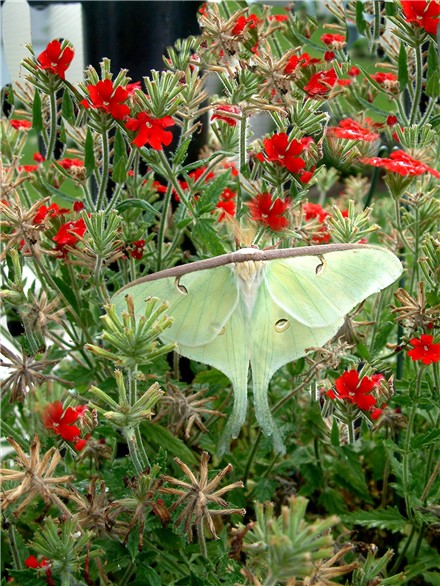 Luna Moth