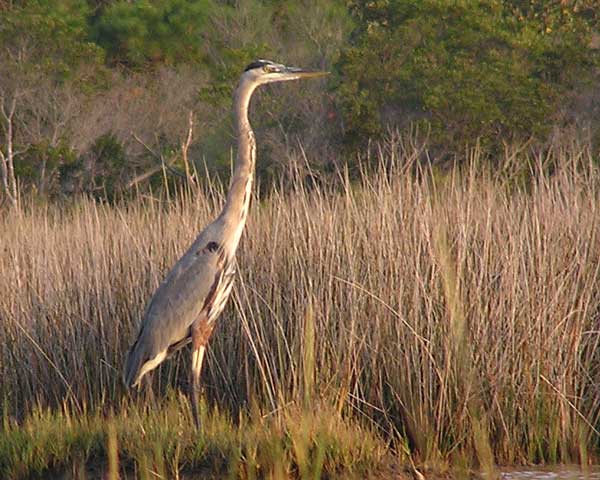 Assateague Heron