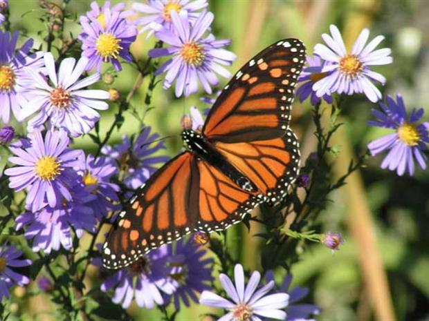 Monarch Butterfly