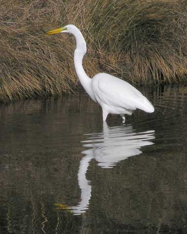 Chincoteague Egret