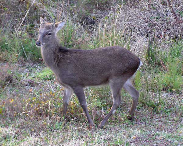 Sika Elk at Chincoteague
