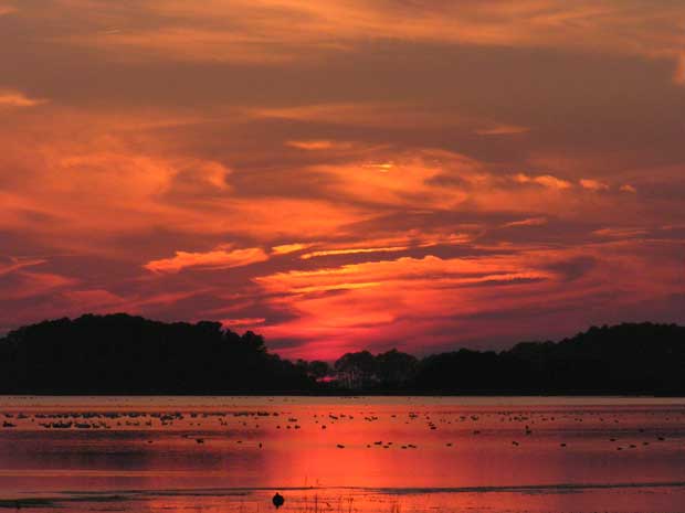 Chincoteague Sunset