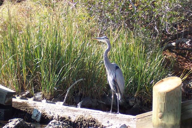 Blue Heron