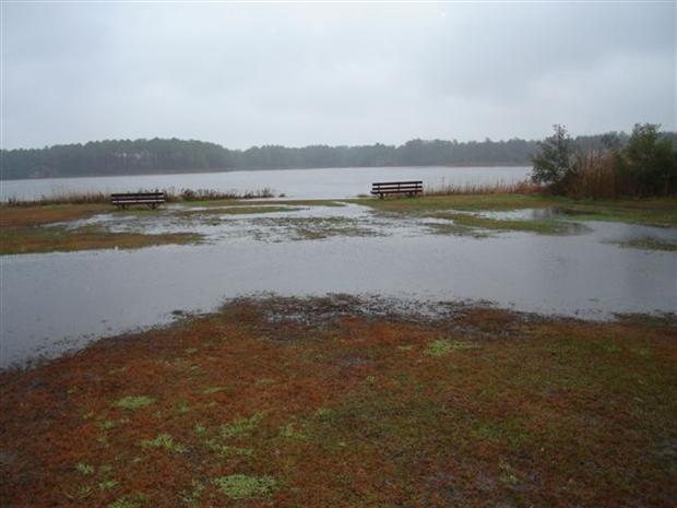 Wood Duck Park Swamp