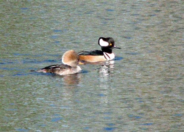 Hooded Mergansers