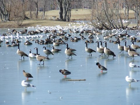 Walking on water