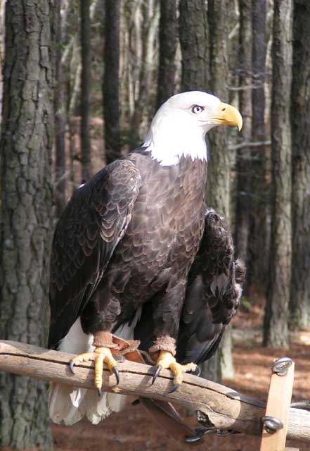 Bald Eagle 