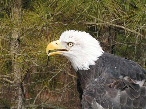 Bald Eagle-Headshot