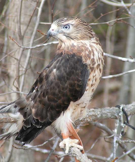 Broad-WInged Hawk