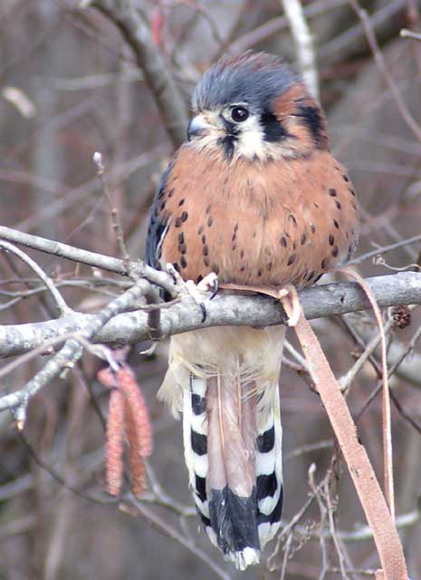 Kestrel