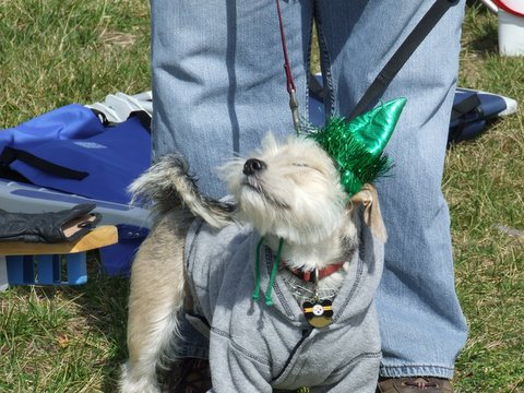 Parade Pooch