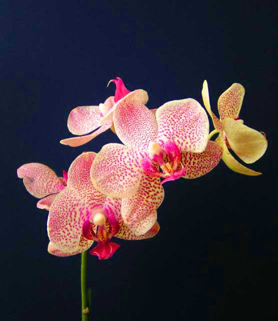 Orchid Closeup