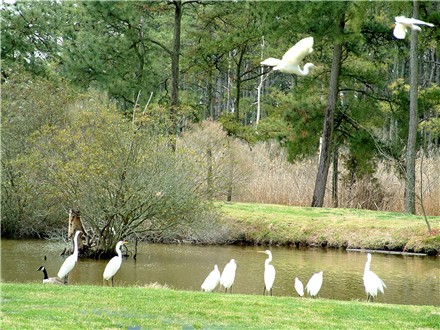 Egret Convention