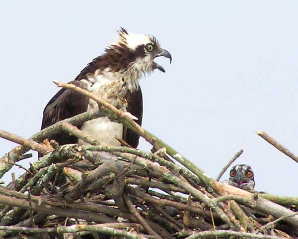 Unhappy Osprey